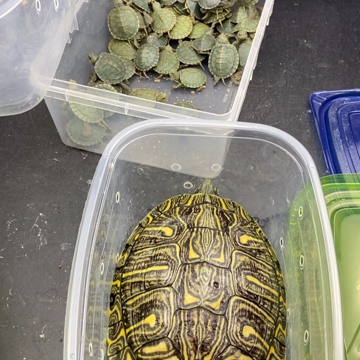 巴西彩龟母6666666