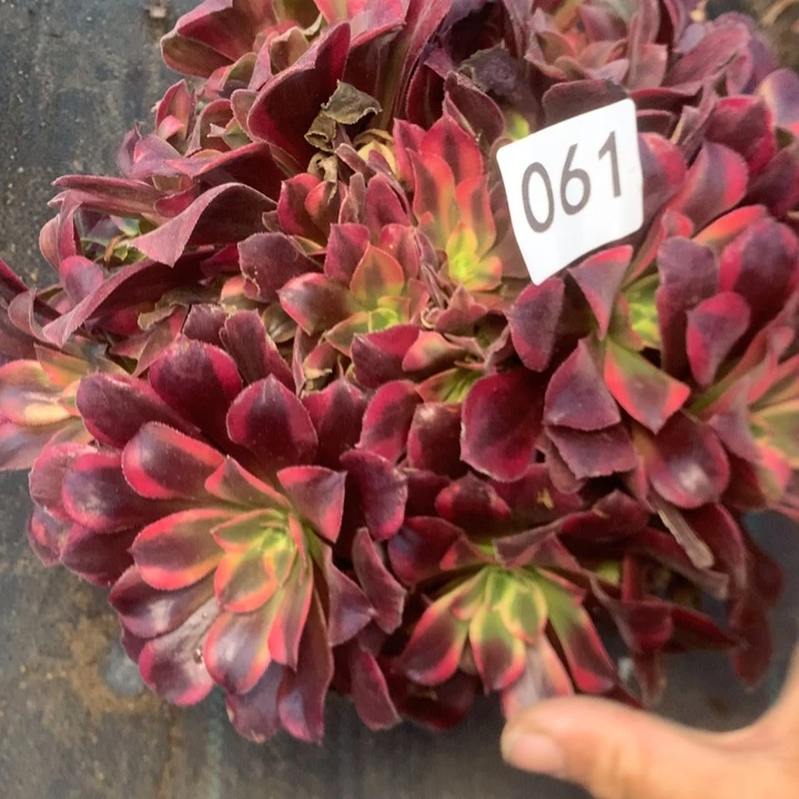 061蒙娜多多肉植物