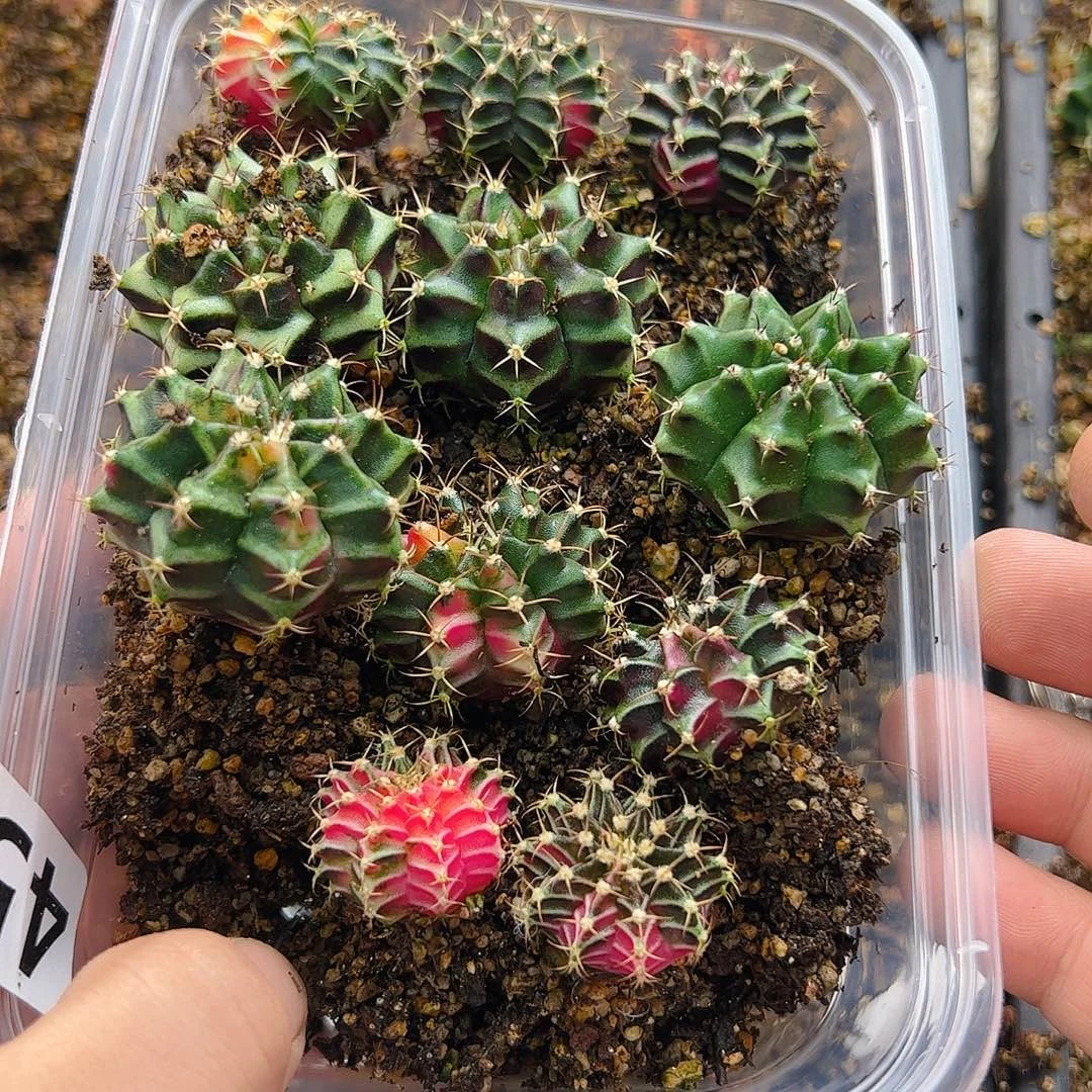 吉***8当前无花栽培后可以开花455