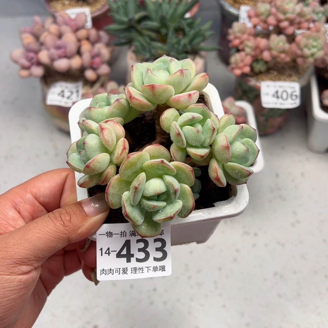 白底香草老桩多肉多肉多肉多肉