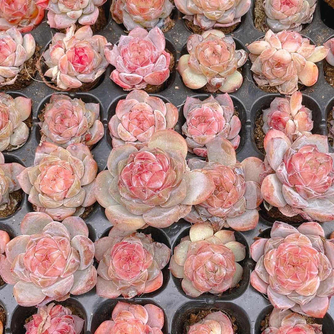 糖心5号穴一个满25包邮