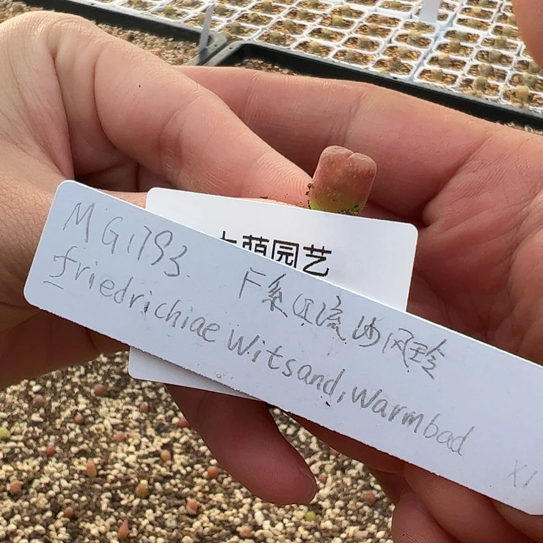 0000量拍X1风铃1颗F系红流沙