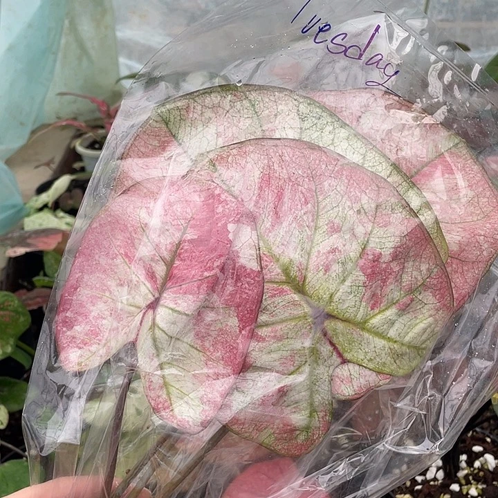 无花朵袋装发货泰彩