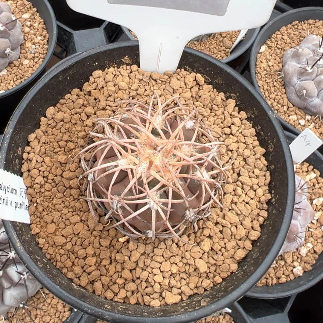 红陶嗯*哼7104年后发实生