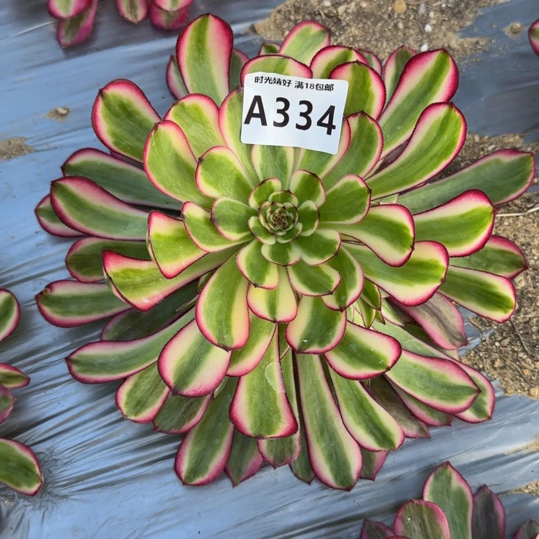 334白月光多肉植物