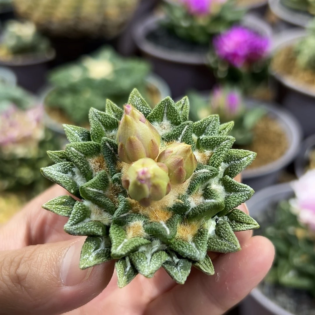 实生颗粒黑牡丹嘎嘎好