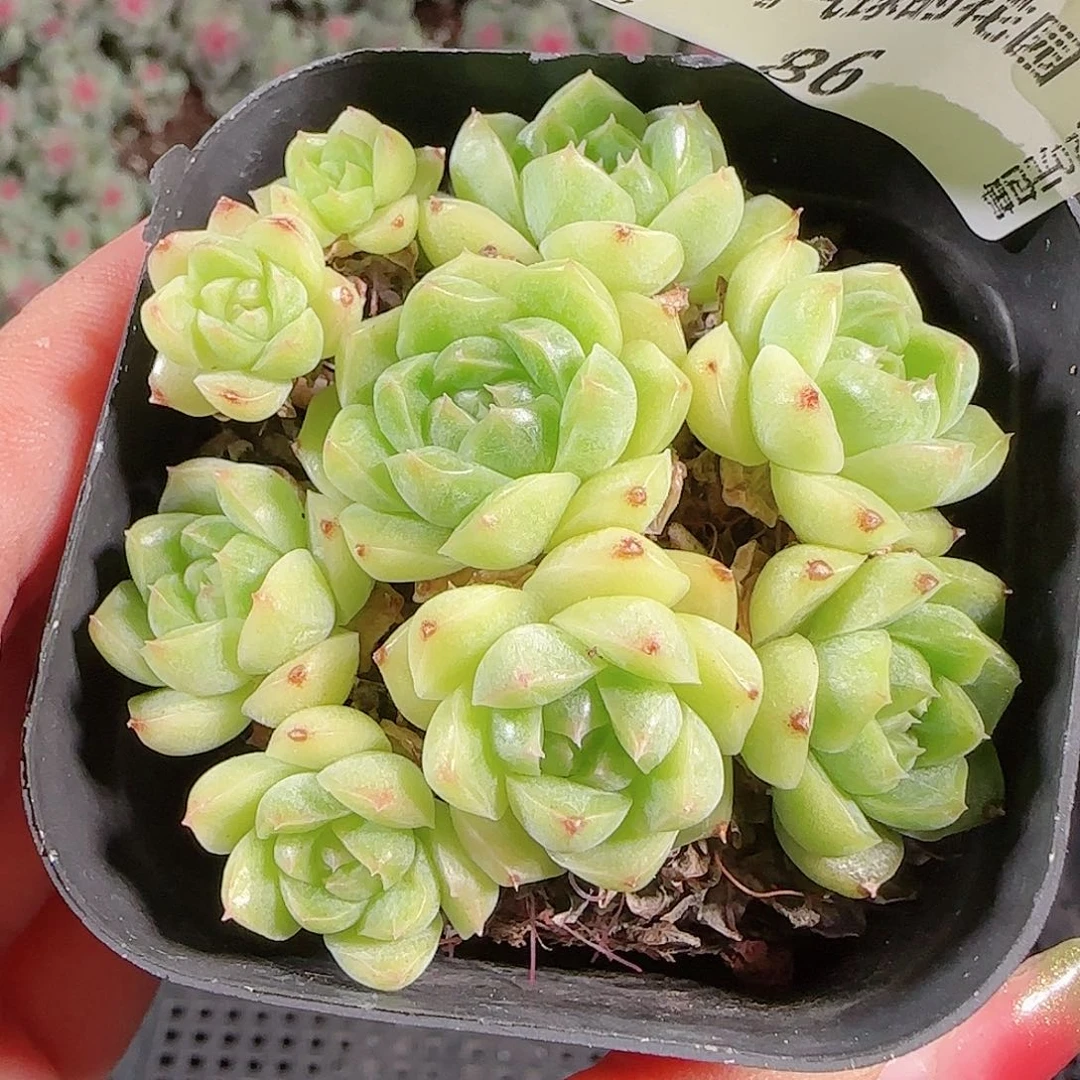 0919-86麦秆优选不包整
