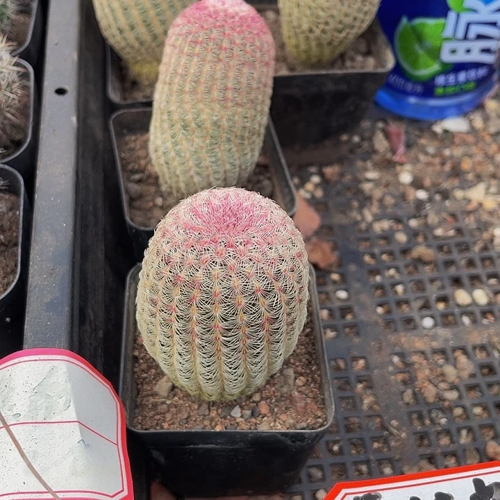 红太阳带盆土发货