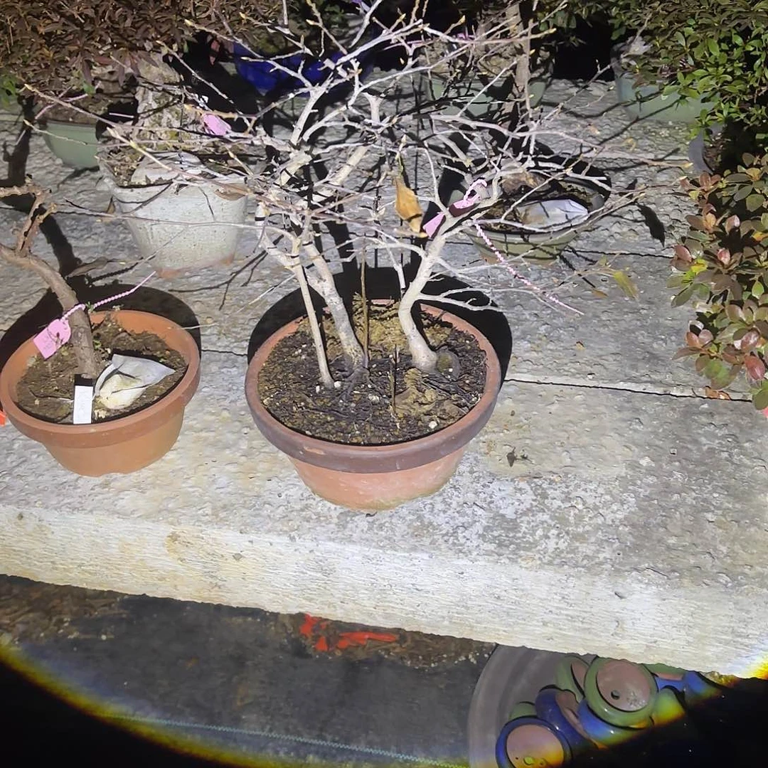 无花朵日本进口盆栽老鸦柿