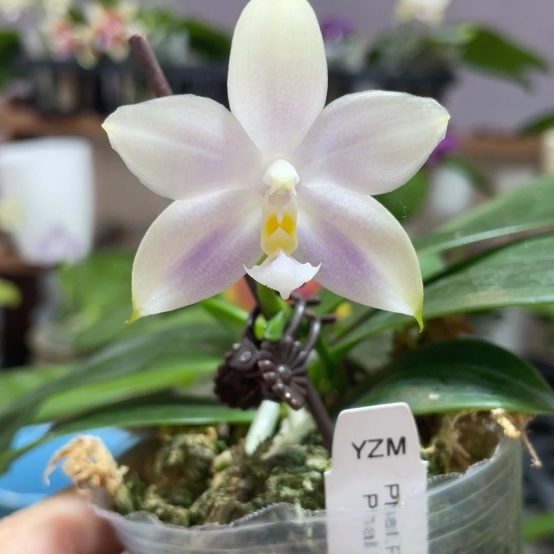 完全开放13叶瑕花期不保