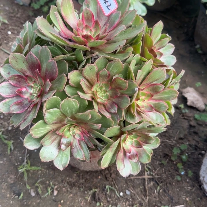 26-42莲花座多肉不包断肢