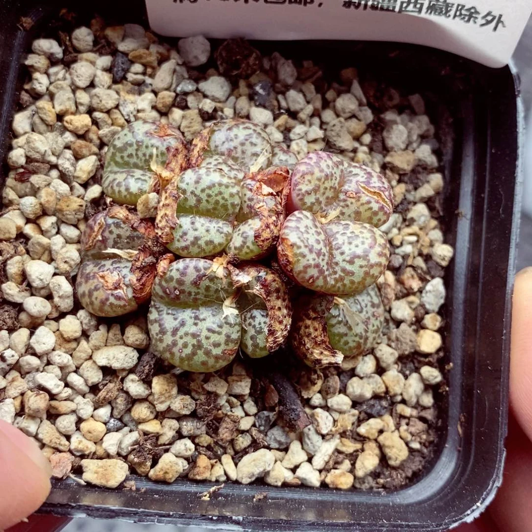 我的小姐姐们都是6931