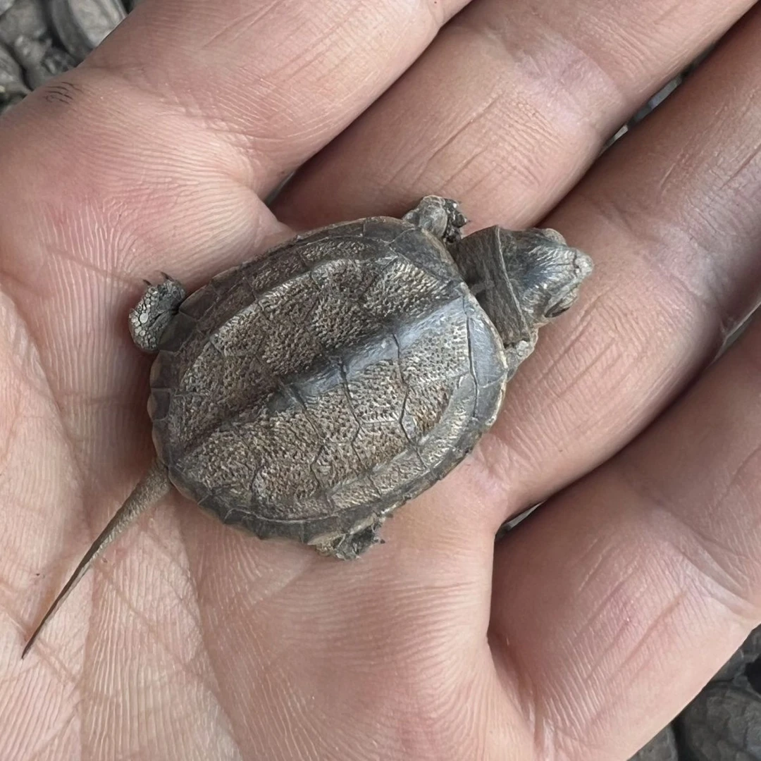 顺丰直邮江西中华草龟苗干苗长寿龟招财活体宠物金线龟大头田黄