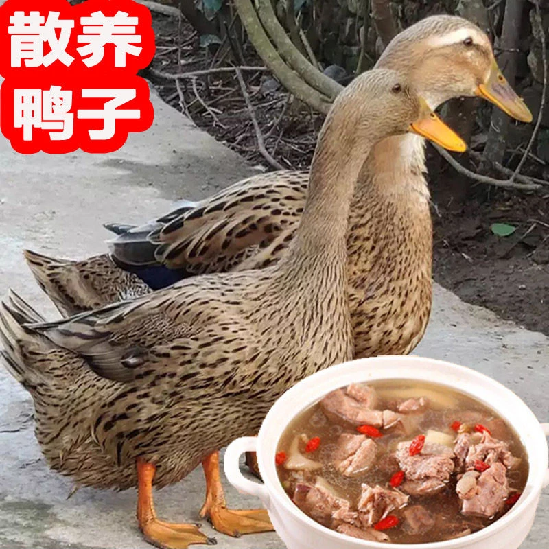 自然生长土麻鸭五谷喂养新鲜宰杀