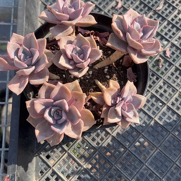 暖***暖大盆彩虹糖补差价