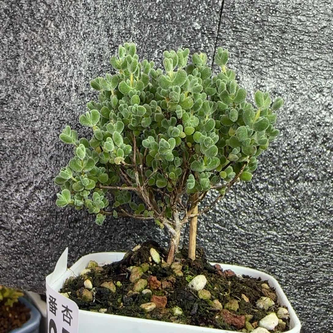 dy0395莱斯福利飘杆