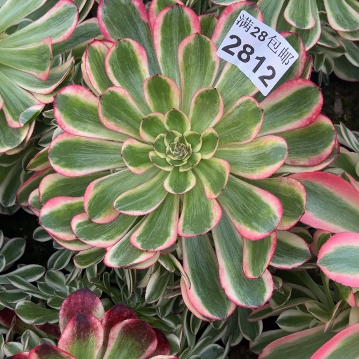 2812南孔雀翎多肉植物