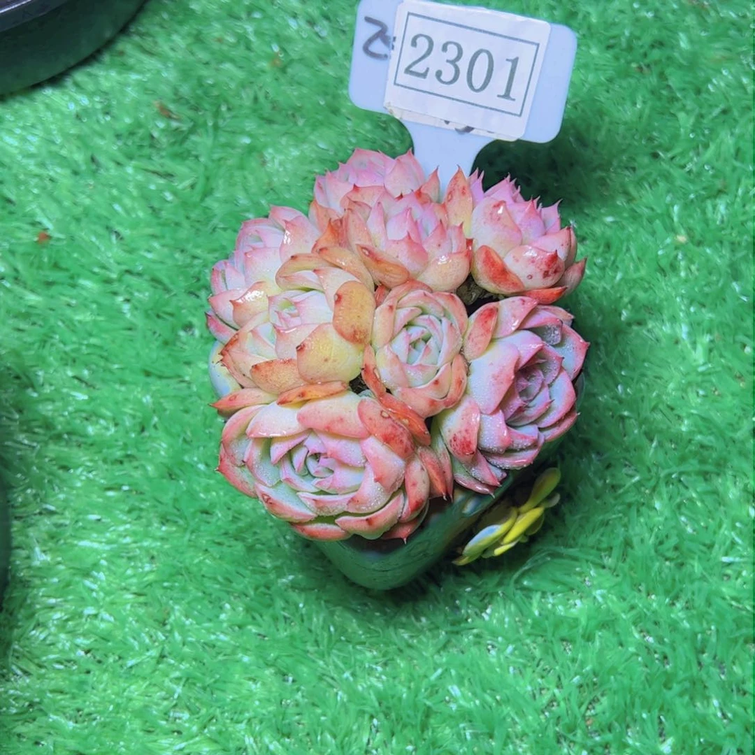 ❤️****侧影2301多肉植物