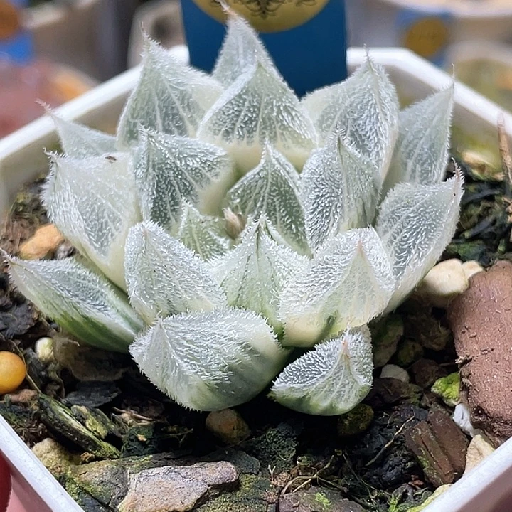 646糊斑白狐狸锦特选福利