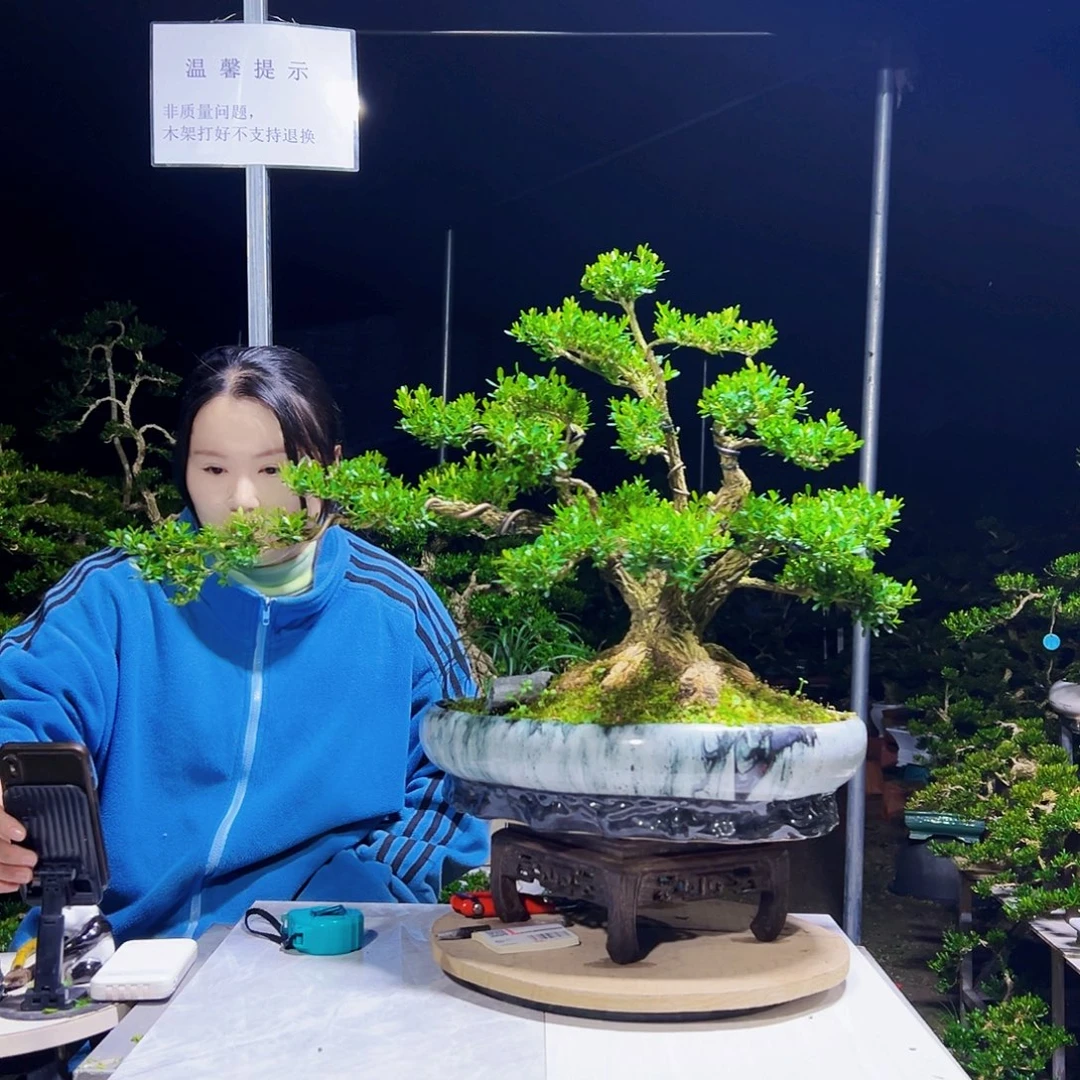 无花朵黄杨木