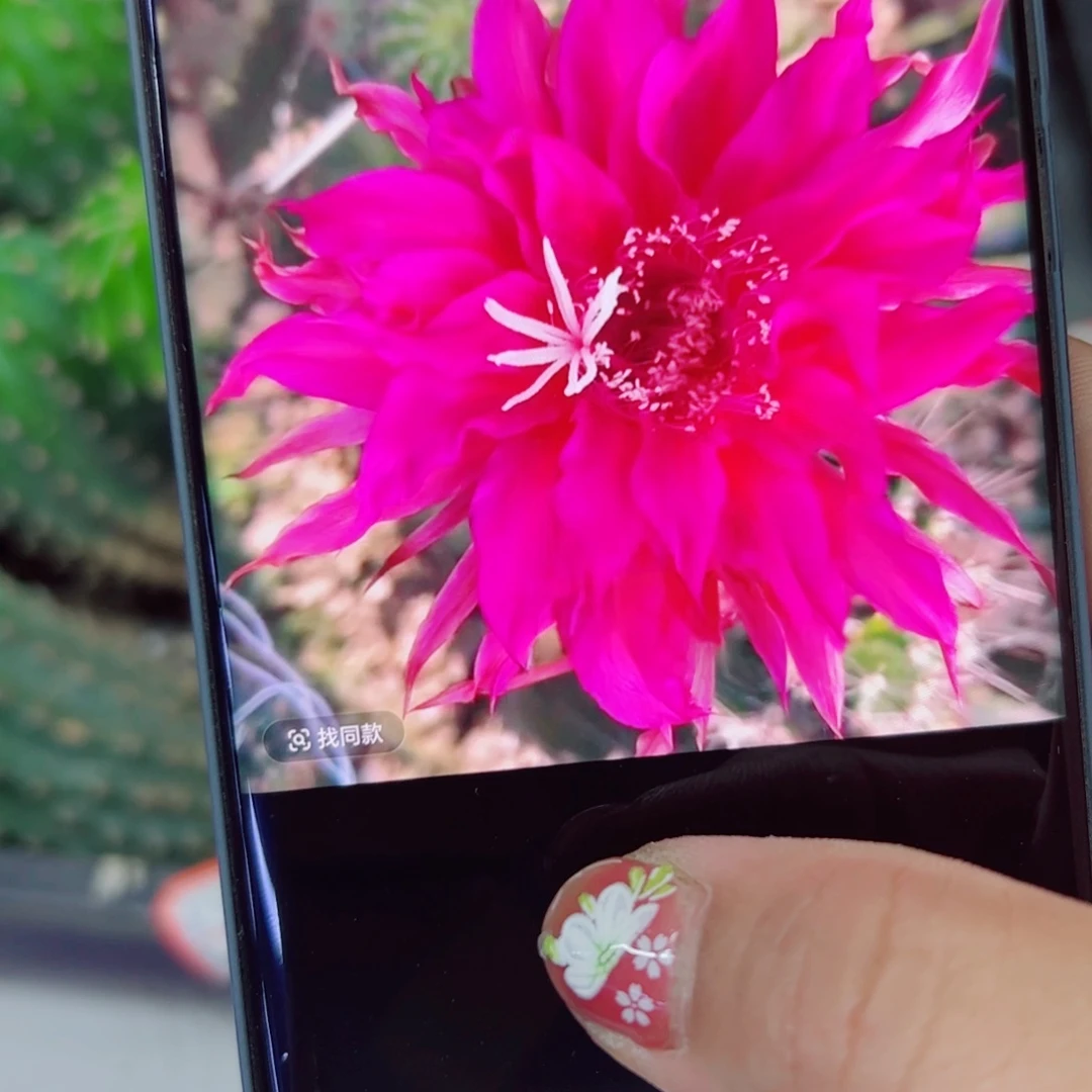 下30毛红怕怕根歪6公分左右脱土发货20包邮