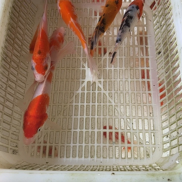 海水鱼可以12345649点