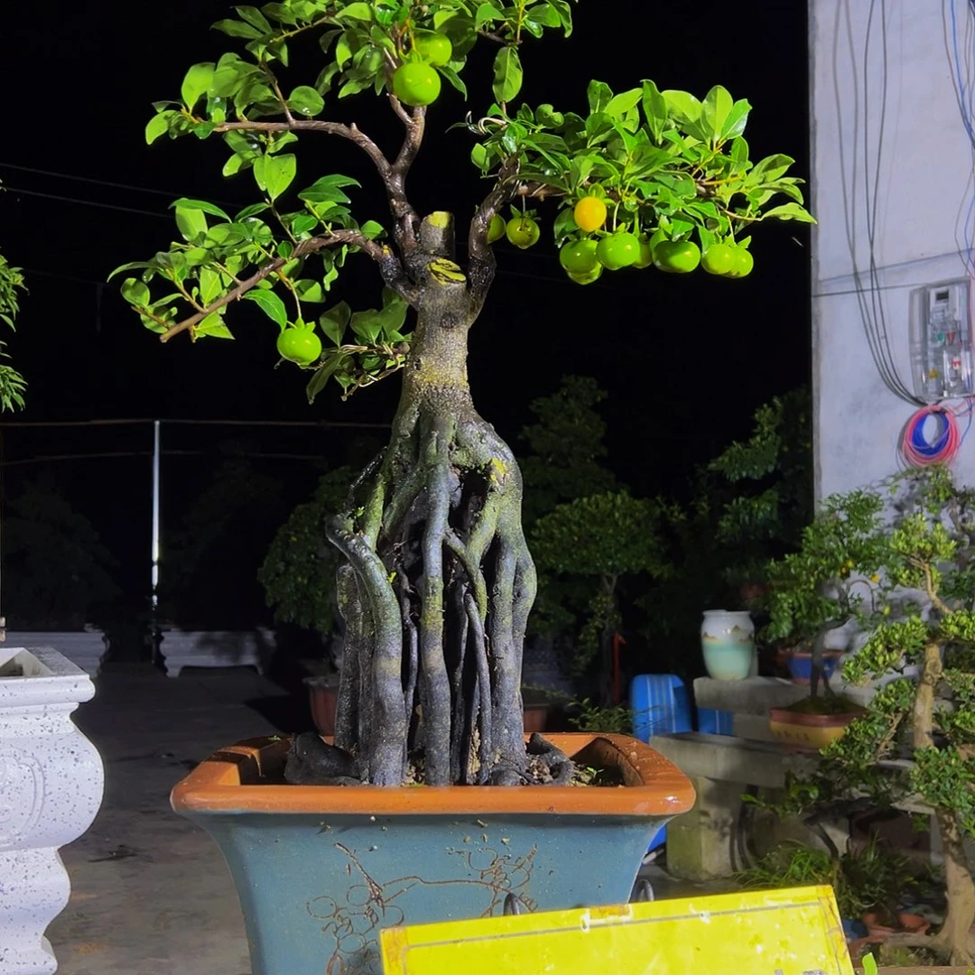 无花朵嫁接金弹子