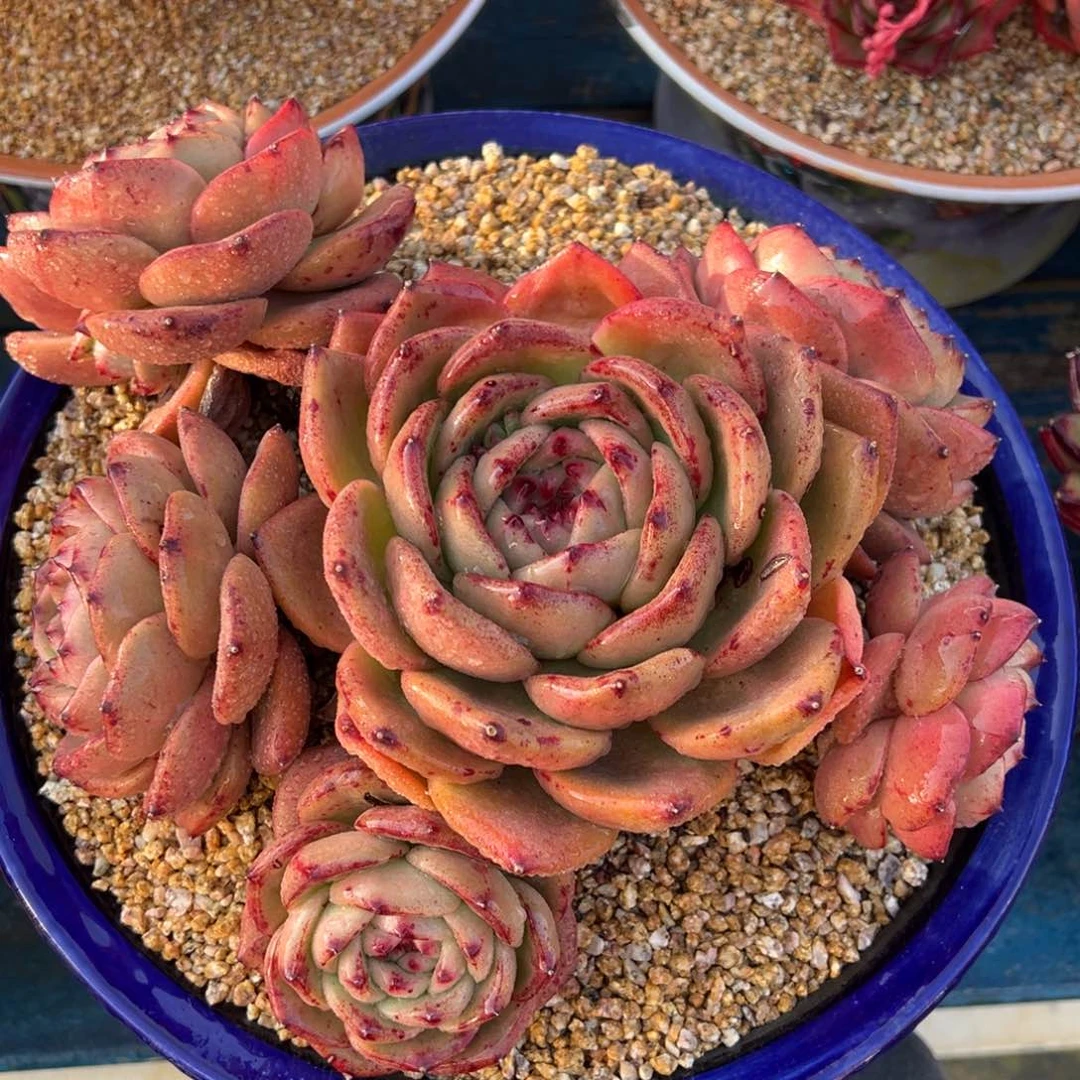 从前慢多肉精选编号0212.珍珠