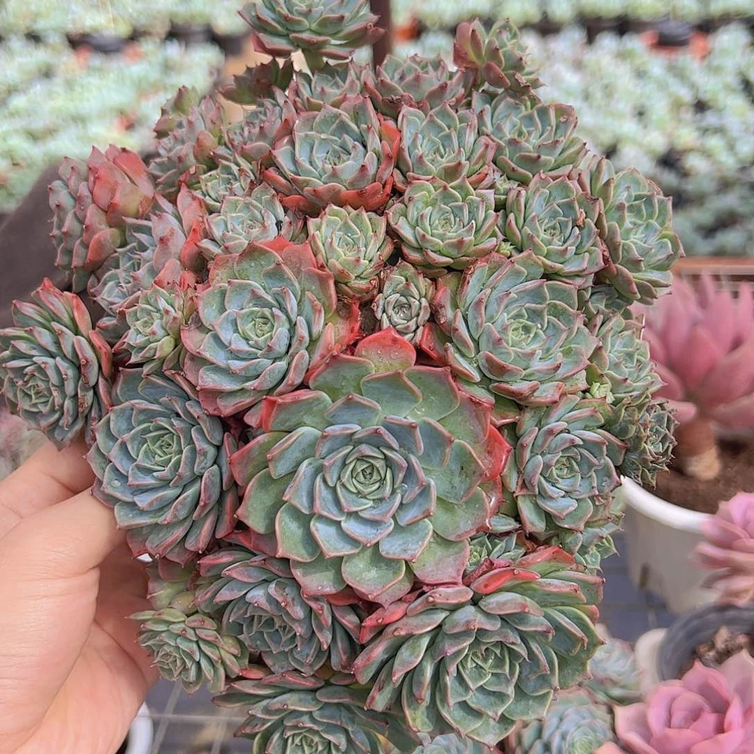 原始海滨格瑞多头精品带盆土