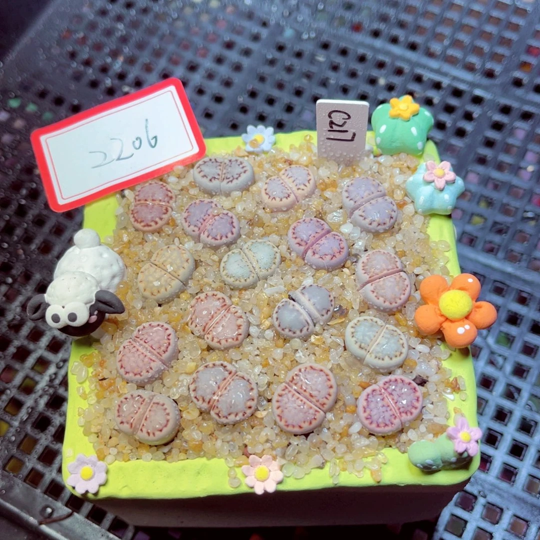 *****505生石花带盆发1