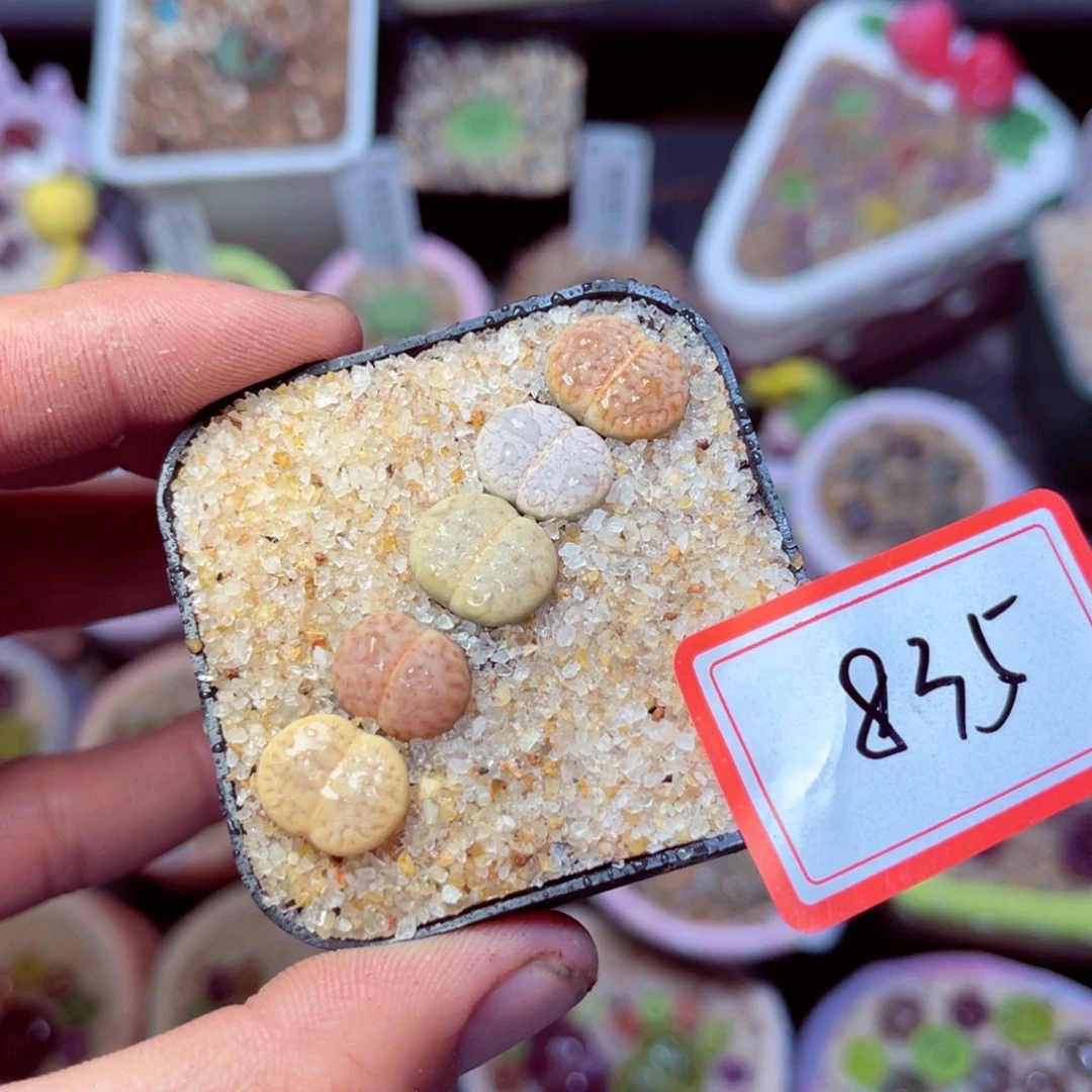 835生石花带盆发