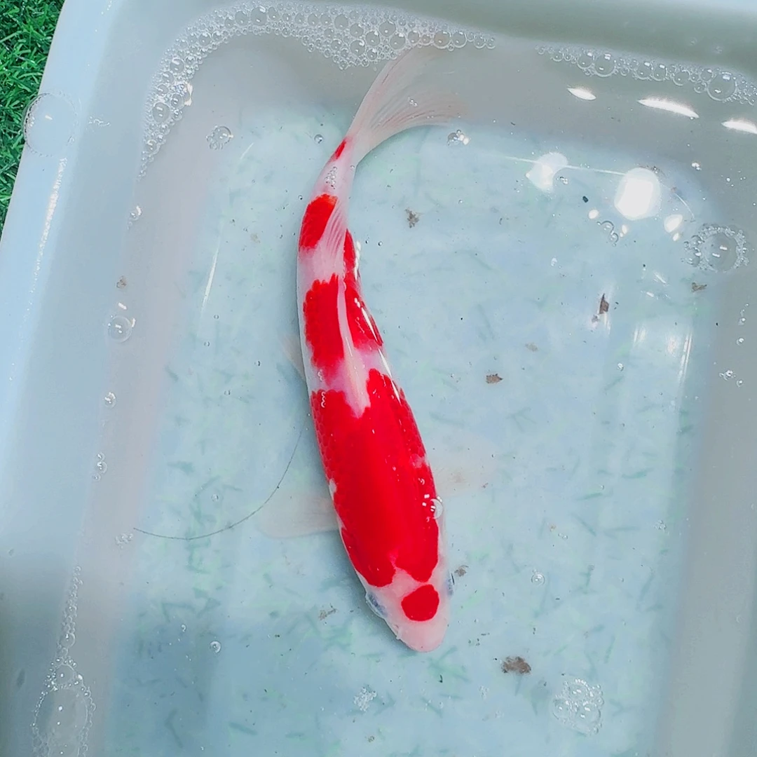 海水鱼血统锦鲤大放漏6