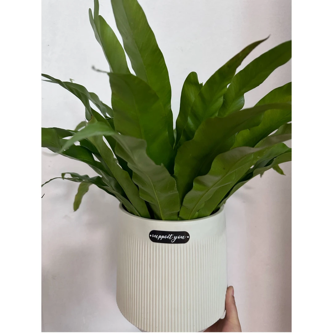 鸟巢蕨客厅绿植室内盆栽植物卫生间卧室书房好养活高级感