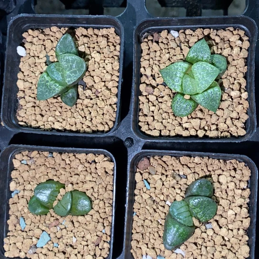 189 一颗假面实生 端午福利。