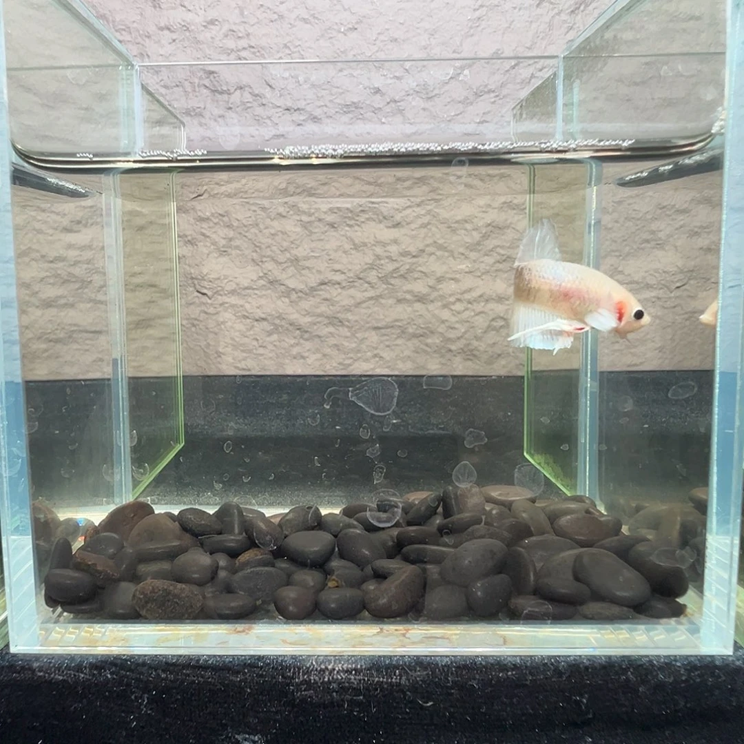 斗鱼阿浩泰斗14日116