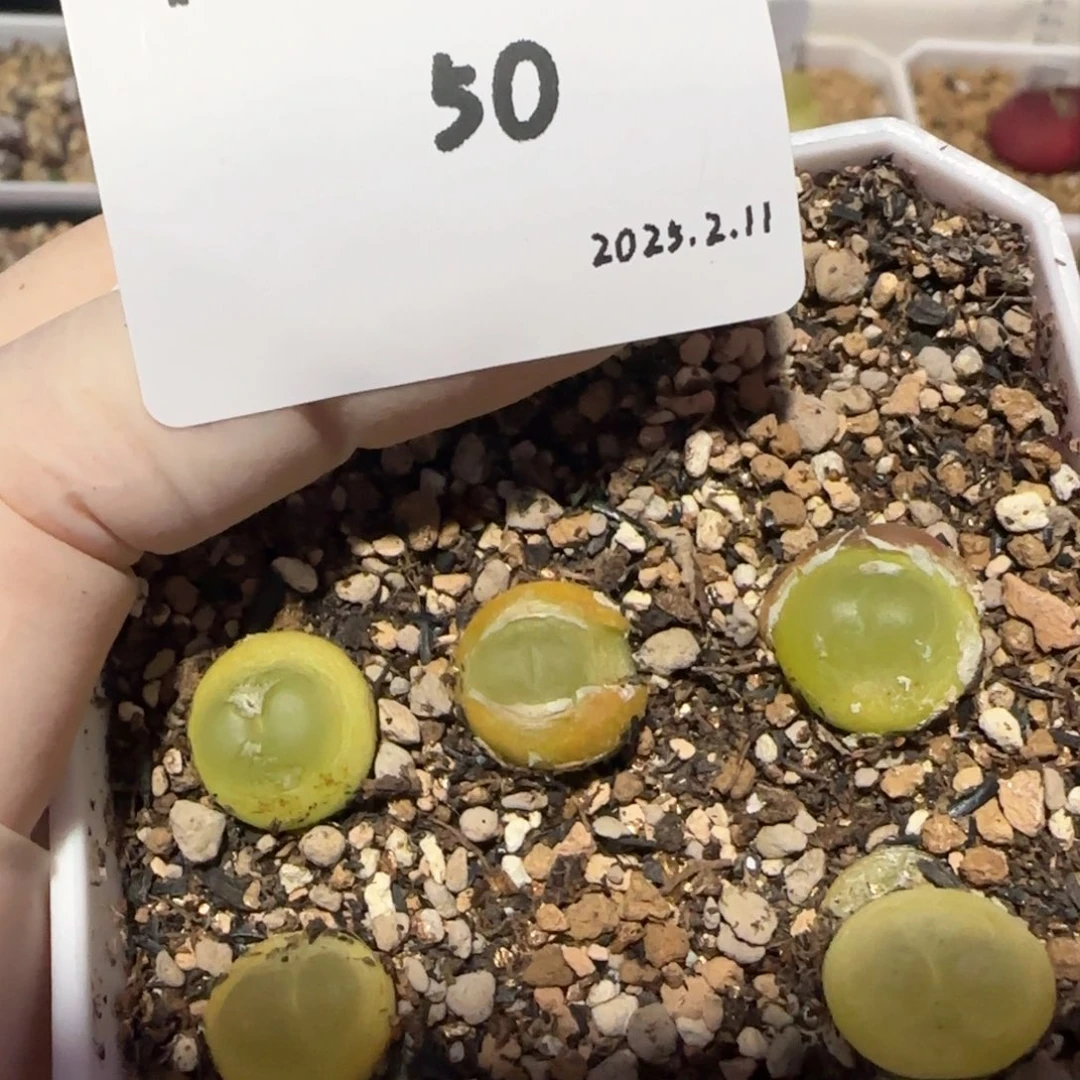 ?****欧多肉多肉多肉2.11-050