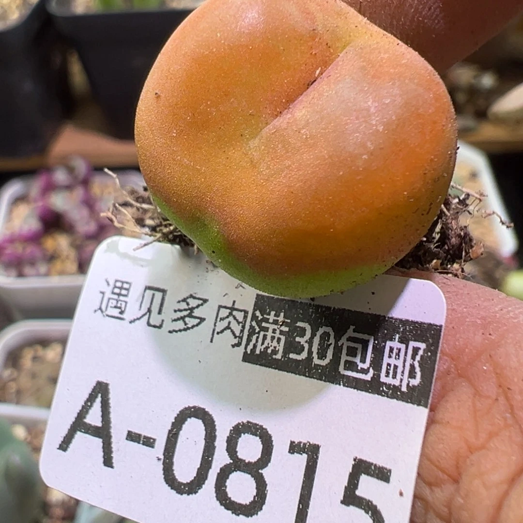 多肉植物111111111111