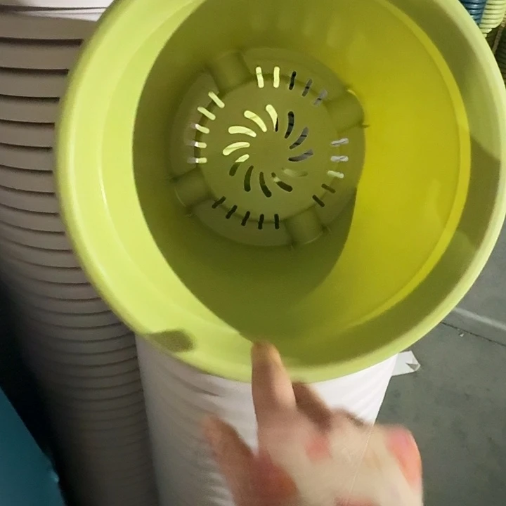 四季5号果绿无托10个特价
