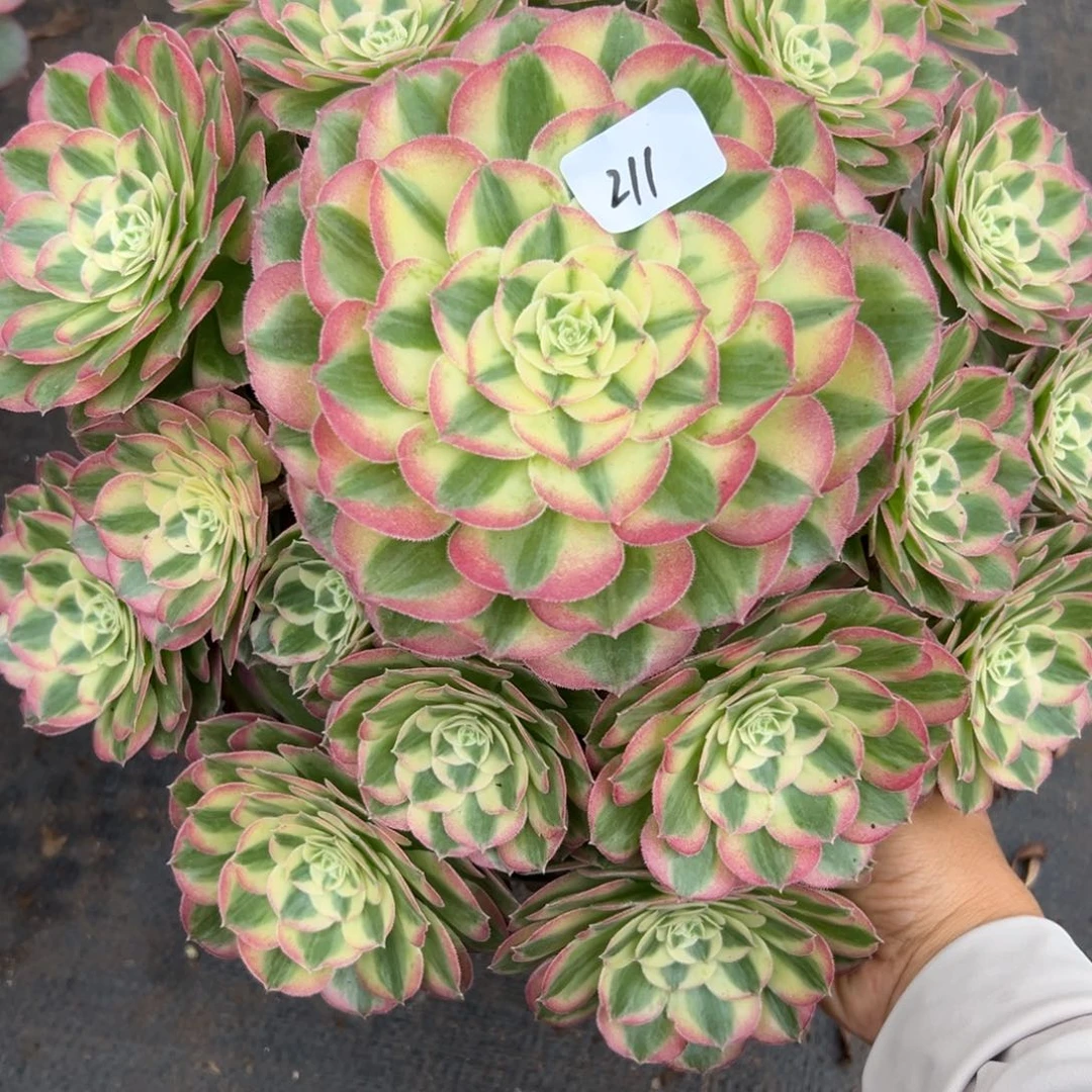 211玉姿多肉多肉多肉