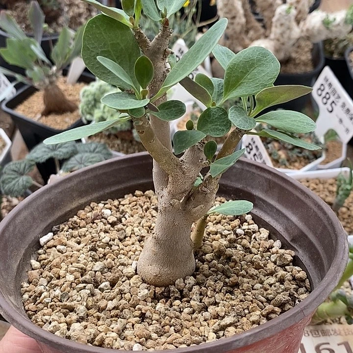 825美尻厚敦菊带盆一一一一一一一