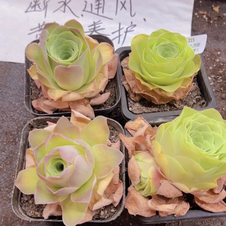 215 裸根不带土发货