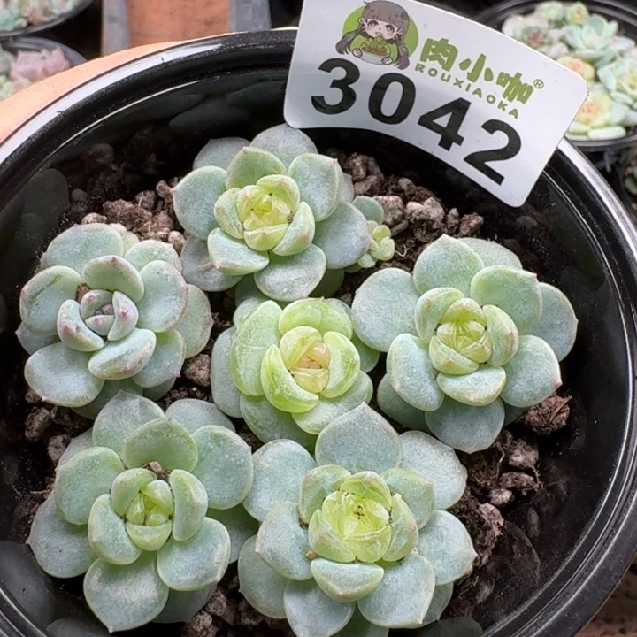 多肉植物多肉植物