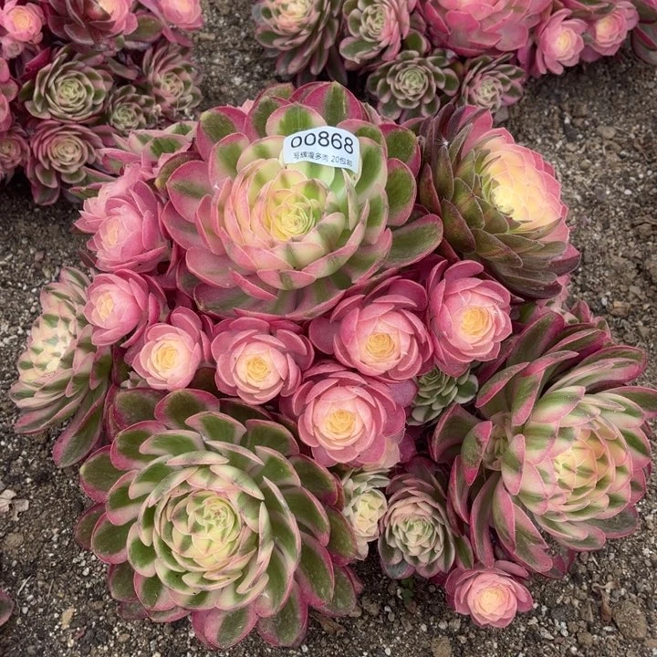 00868荔枝多肉植物