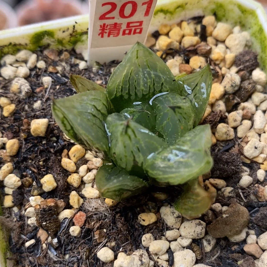 201冰淇淋一物一拍