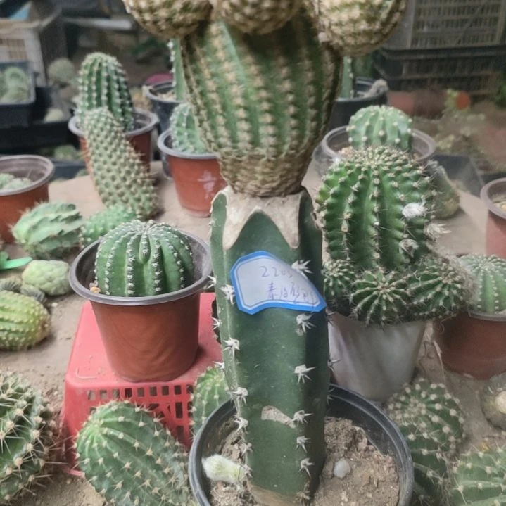 辉***哥仙人球袖普嫁接泰迪熊群2203