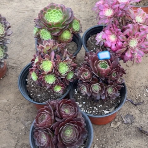 342多肉植物组合