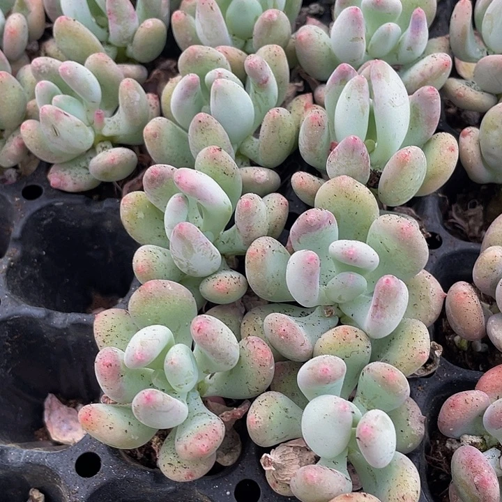 小苹果奶1元带土发