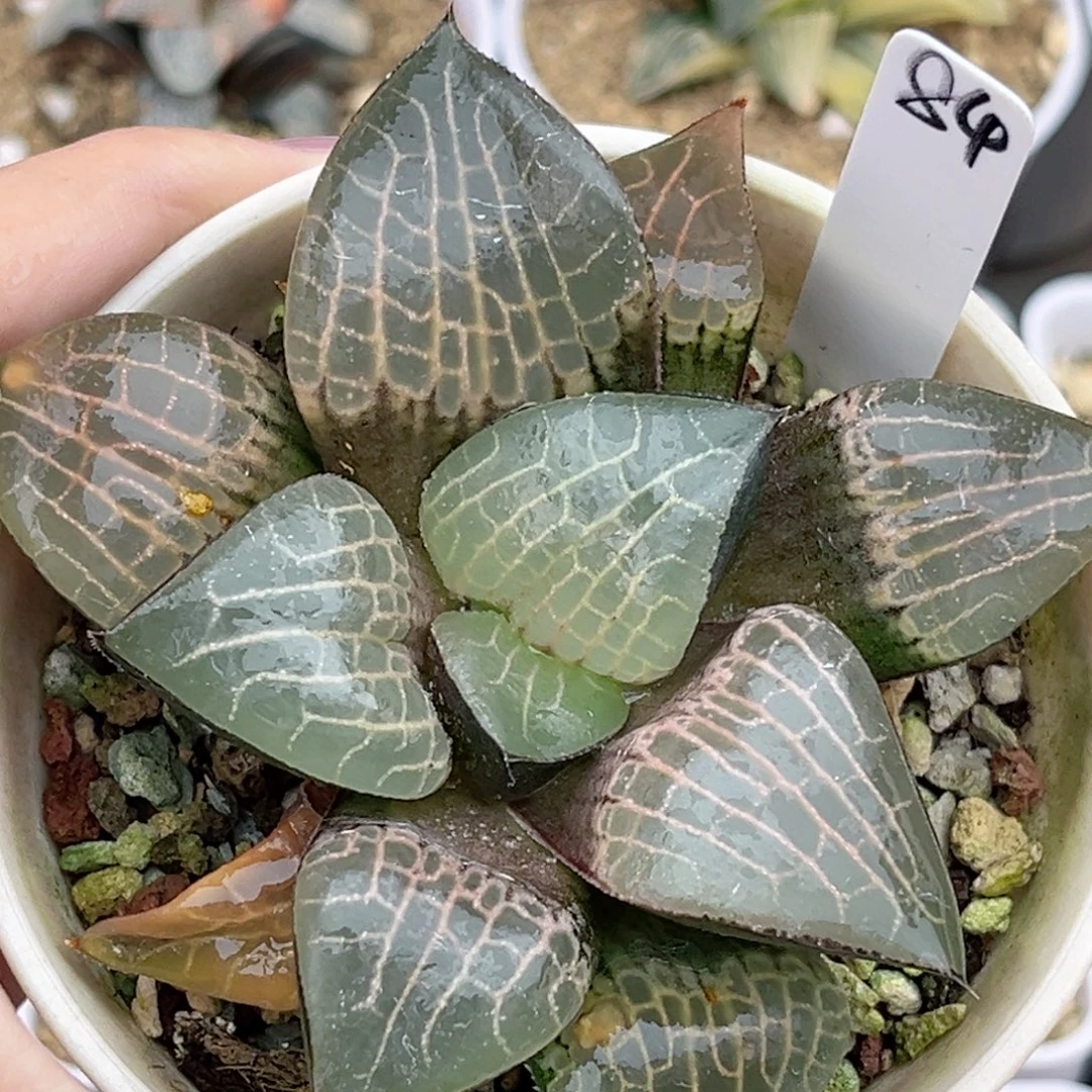 84粉玻璃康平福利专场