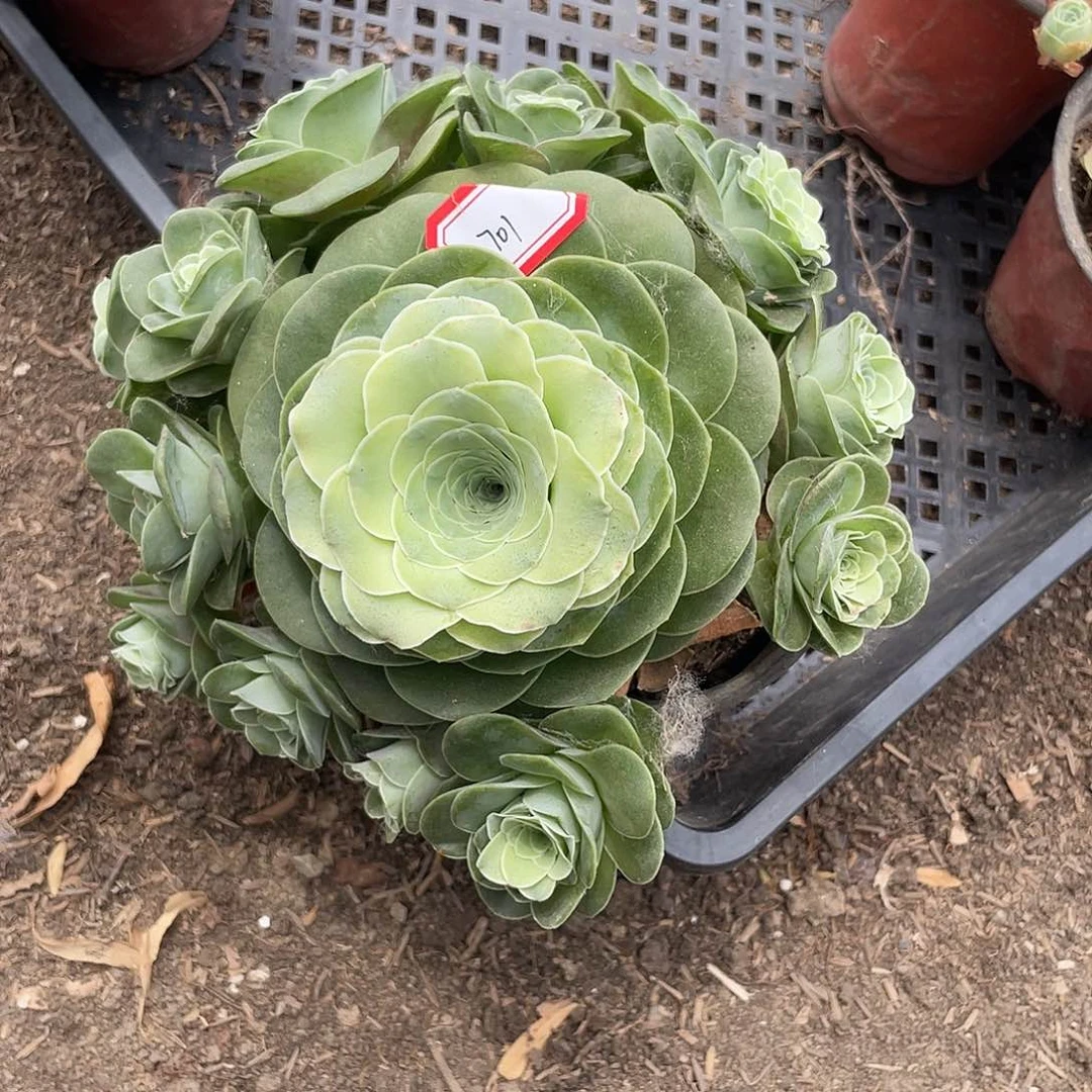 山地玫瑰多肉不售后 701