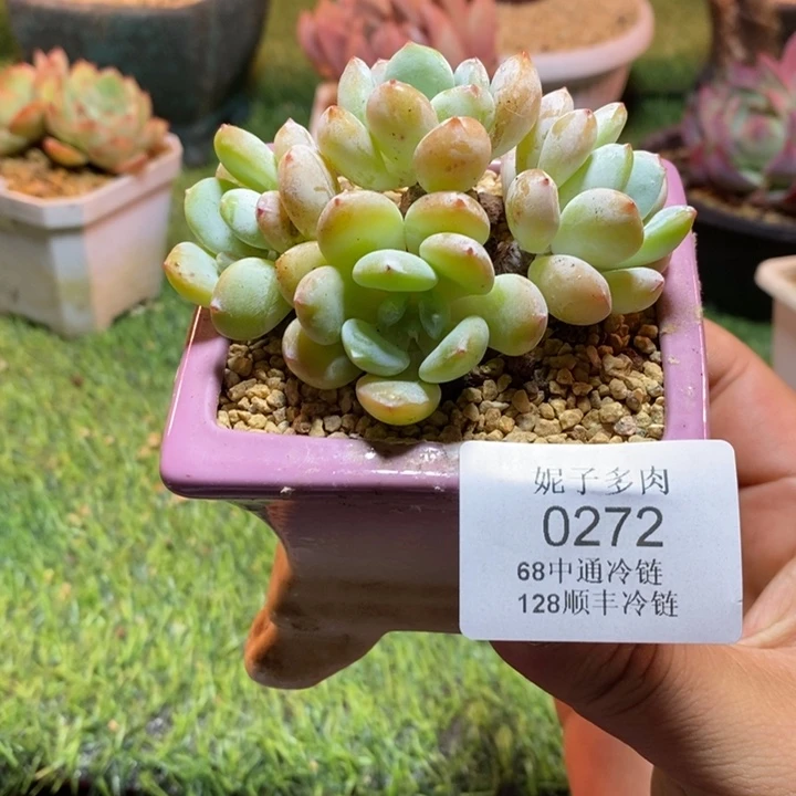 0272啊啊啊啊啊啊啊啊啊
